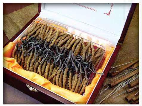 独山冬虫夏草回收